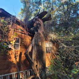 Emergency tree services
