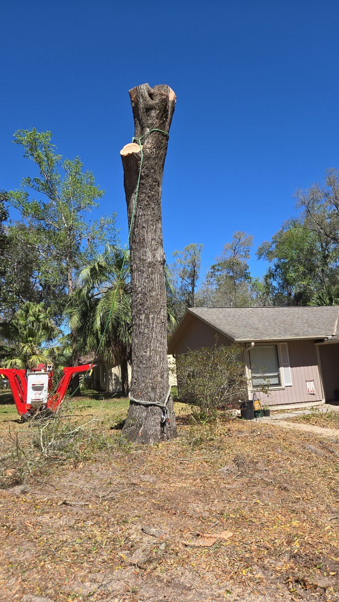 Tree Removal Gainesville, FL | Safe, Affordable & Fast 24/7 Service