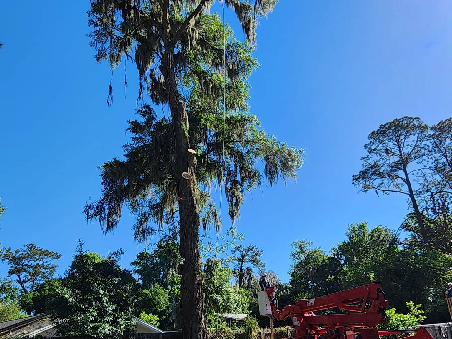 Safe tree removal processes