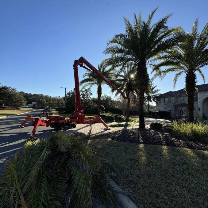 Tree trimming service gainesville central florida