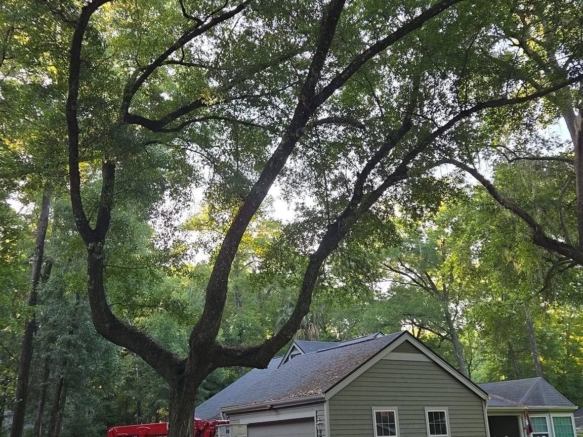 Why choose easy treesy