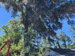 Why trim your trees